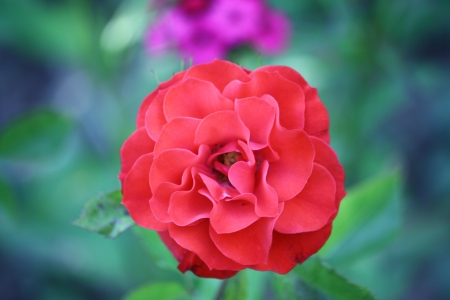 Lovely Red Rose - flowers, nature, red, macro, rose, petals