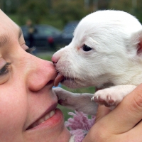 Puppy licks owner