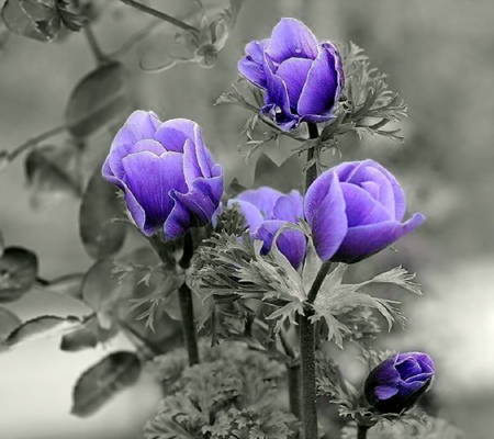 Purple Flowers - leaves, purple, flowers, thorns