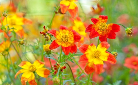 Spring flowers