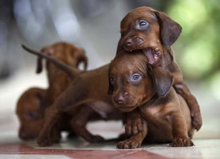 Dachshund puppies - puppies, dachshund, july 19  2009, play, cuba