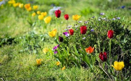 Colorful Tulips - tulip, meadow, pretty, flower