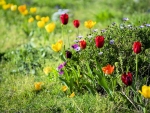 Colorful Tulips