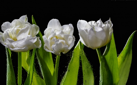 Beautiful Flowers - flowers, white, nature, tulips