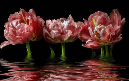 Beautiful Flowers - tulips, flowers, reflection, pink