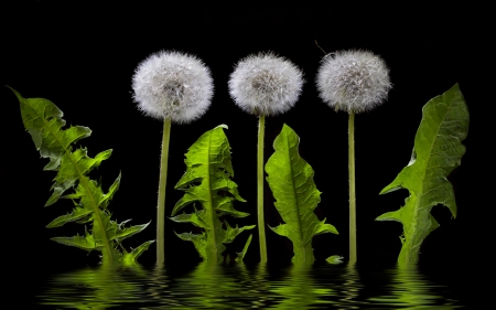 Beautiful Flowers - flowers, leaves, black, reflection