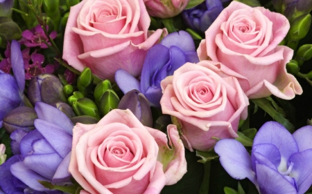 Beautiful Flowers - roses, flowers, nature, pink