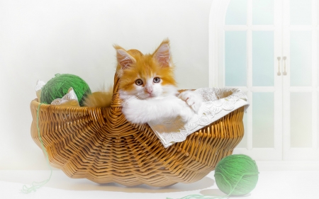 Still Life - basket, animal, still life, cat