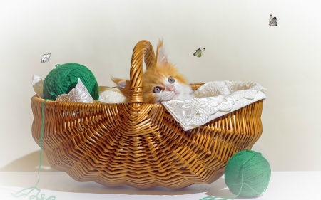 Beautiful Flowers - cat, basket, animal, still life