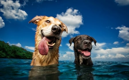 Dogs - cloud, summer, funny, animal, caine, water, blue, sky, breath, tongue, vara, couple