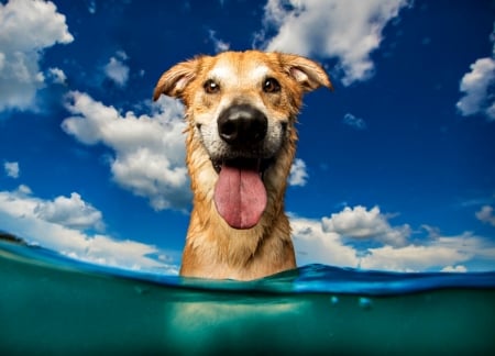 Funny face - water, blue, sea, dog, white, animal, funny, breath photography, cloud, caine, face, tongue, sky