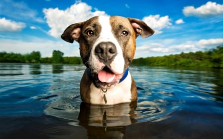 Dog - sky, water, breath photography, white, caine, cloud, dog, blue, animal