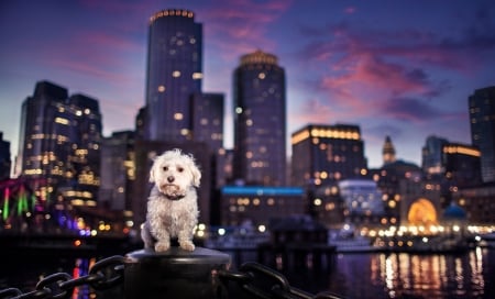 Dog - evening, dog, city, night, buildings, white, animal, breath photography, caine