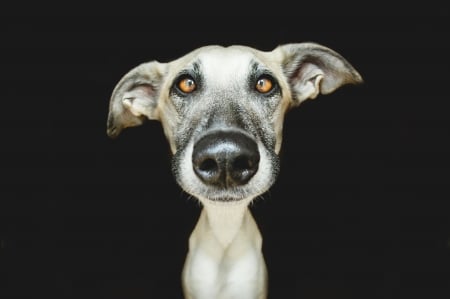 Funny face - funny, black, white, caine, face, wieselblitz, dog, animal, elke vogelsang