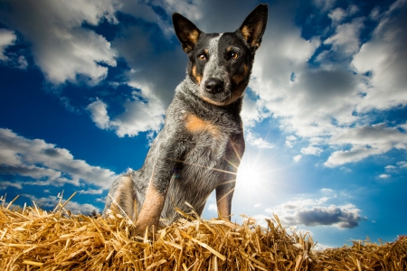 Dog - dog breath photography, summer, blue, dog, white, animal, cloud, caine, sky