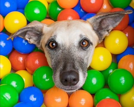 Come and have fun with me - elke vogelsang, ball, dog, wieselblitz, colorful, animal, funny, caine, face