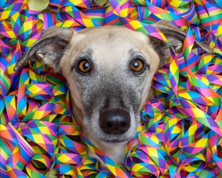 Great party! - colorful, funny, caine, face, wieselblitz, dog, party, animal, ribbon, elke vogelsang