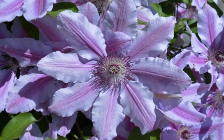 Clematis - skin, close-up, purple, macro, clematis, texture, flower, pink