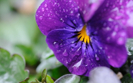 Pansy - skin, close-up, yellow, spring, flower, pink, purple, green, macro, pansy, viola tricolor, texture