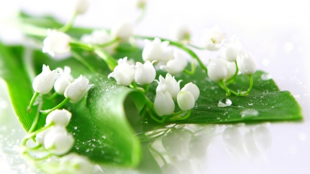 Lily of the Valley - dainty, lily of the valley, summer, flowers, spring, firefox persona theme