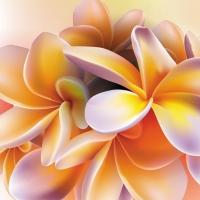 Frangipani Perfection