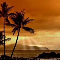 Palm Trees at Sunset