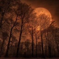 full moon in the forest