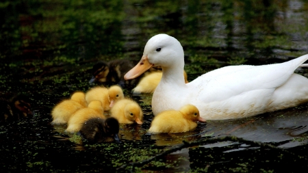 mama and babies - duck, babies, water, swimming