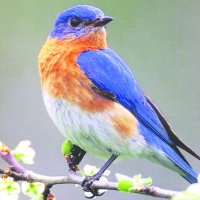 blue bird