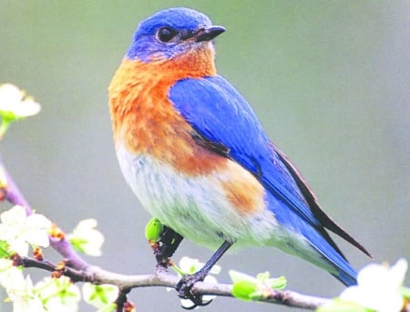 blue bird - bird, branch, background, blue