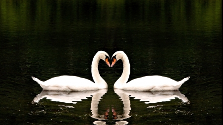 in love - birds, swans, love, water