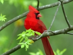 red cardinal