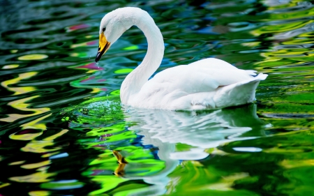 white swan - white, water, beautiful, swan