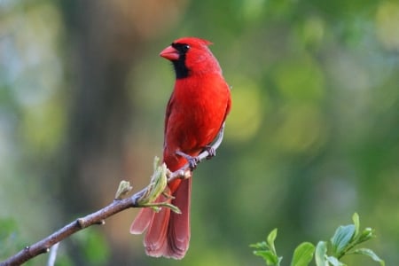 red cardinal - cardinal, bird, branch, red