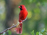 red cardinal