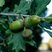 acorns