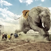 dogs racing an elephant