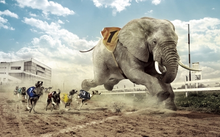 dogs racing an elephant - race, track, elephant, dog