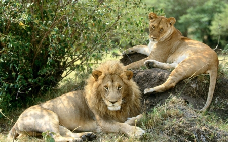 lions - feline, rock, lion, tree, cat