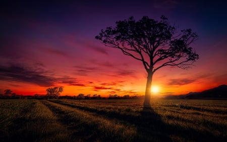 amazing sunset - tree, field, sunset, grass