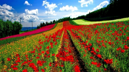 Floral Rows - sky, peaceful, field, nature, clouds, rows, colors, flowers, grass