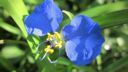 Wild Blue Flowers - flowers, nature, blue, macro, closeup, wild