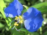 Wild Blue Flowers