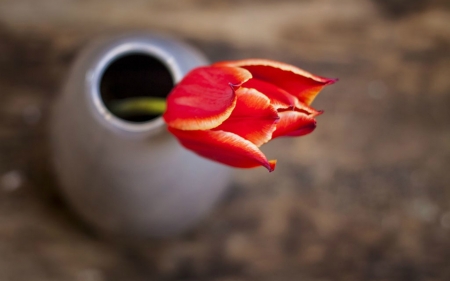 Tulip - vase, tulip, red, flower