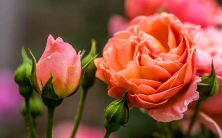 Beautiful roses - pretty, roses, beautiful, buds, fragrance, flower, petals, leaves, scent, garden