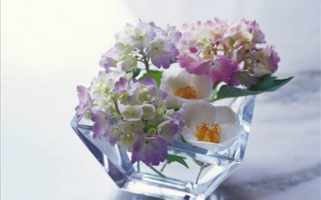 Beautiful Flowers - flowers, glass, petals, bloom