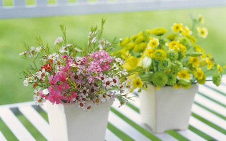 Beautiful Flowers - flowers, pot, plants, petals