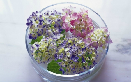 Beautiful Flowers - flowers, glass, bowl, petals