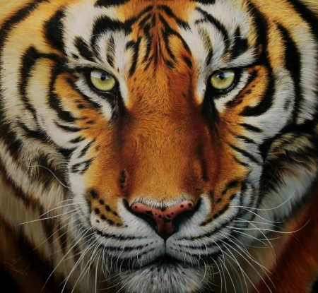 Tiger - white, skin, face, eyes, animal, orange, black, tiger