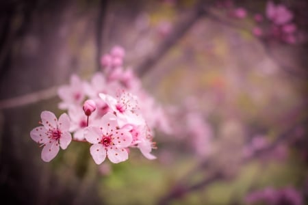 Spring is Here!! - flowers, blossoms, nature, cherry